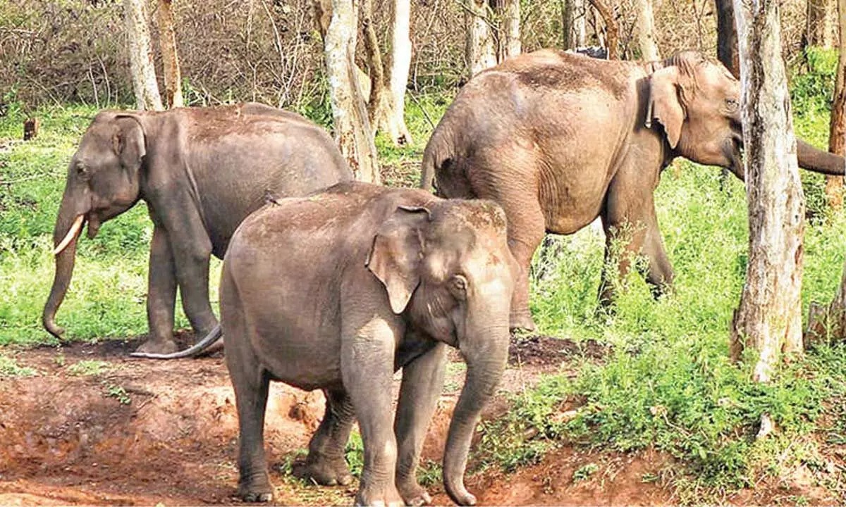 Kumki Elephants