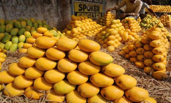 Mango in Chittoor
