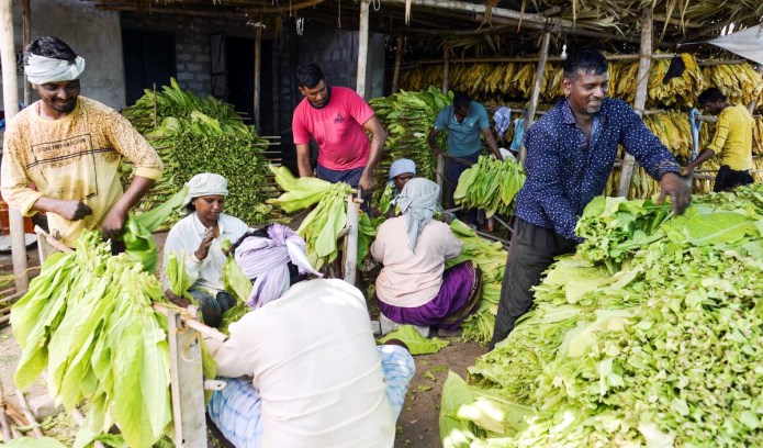 tobacco in ap