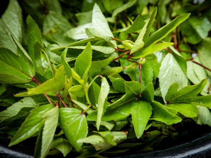 Gongura