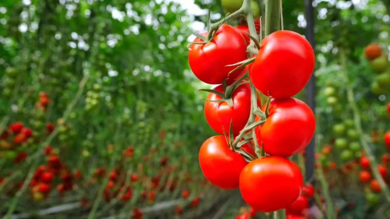 tomato